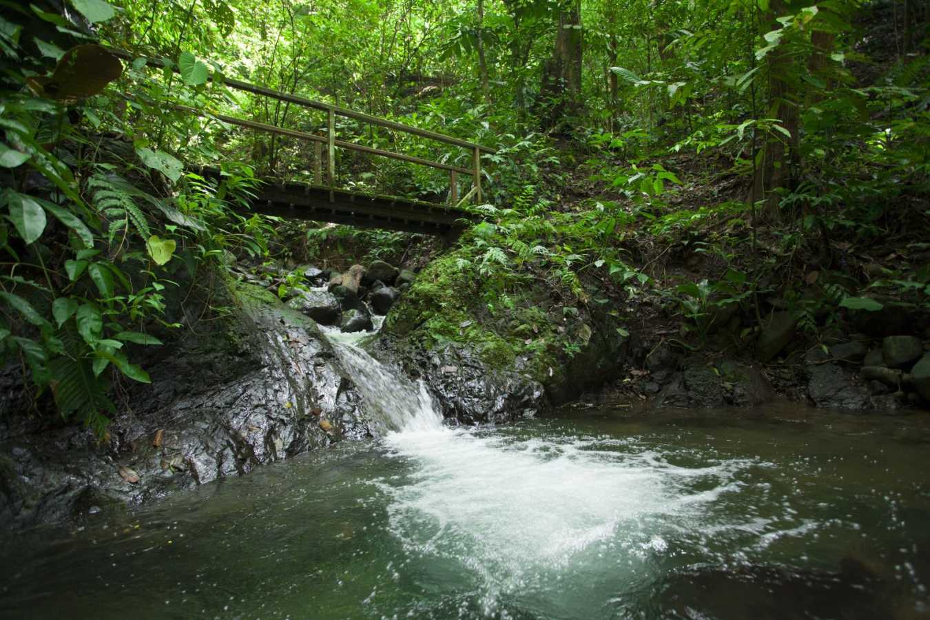 Jungle bridge - Playa Cativo