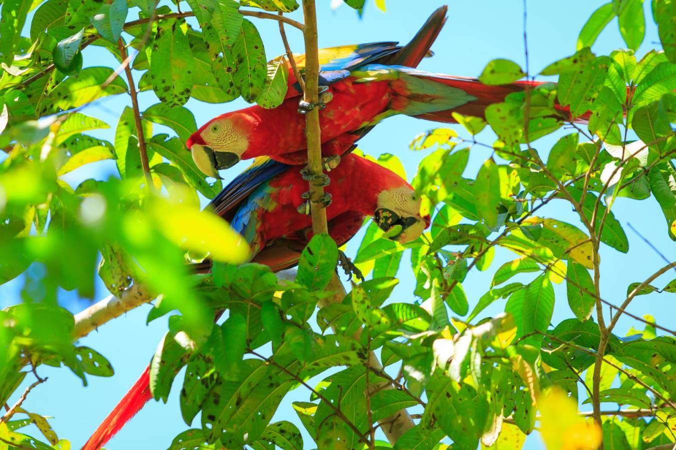 Macaws  - Playa Cativo