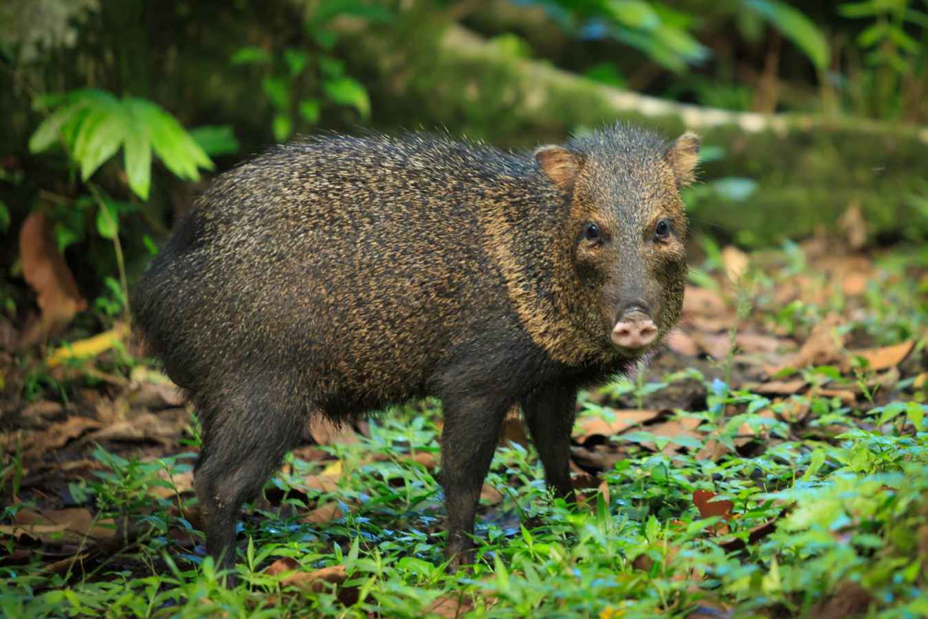 Sainos  - Playa Cativo