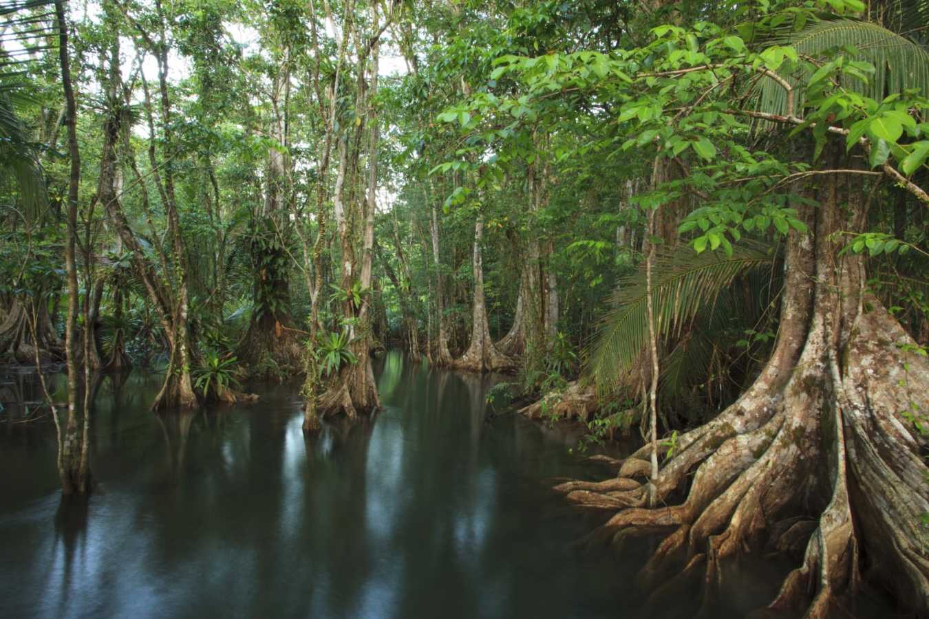 Wetland - Playa Cativo