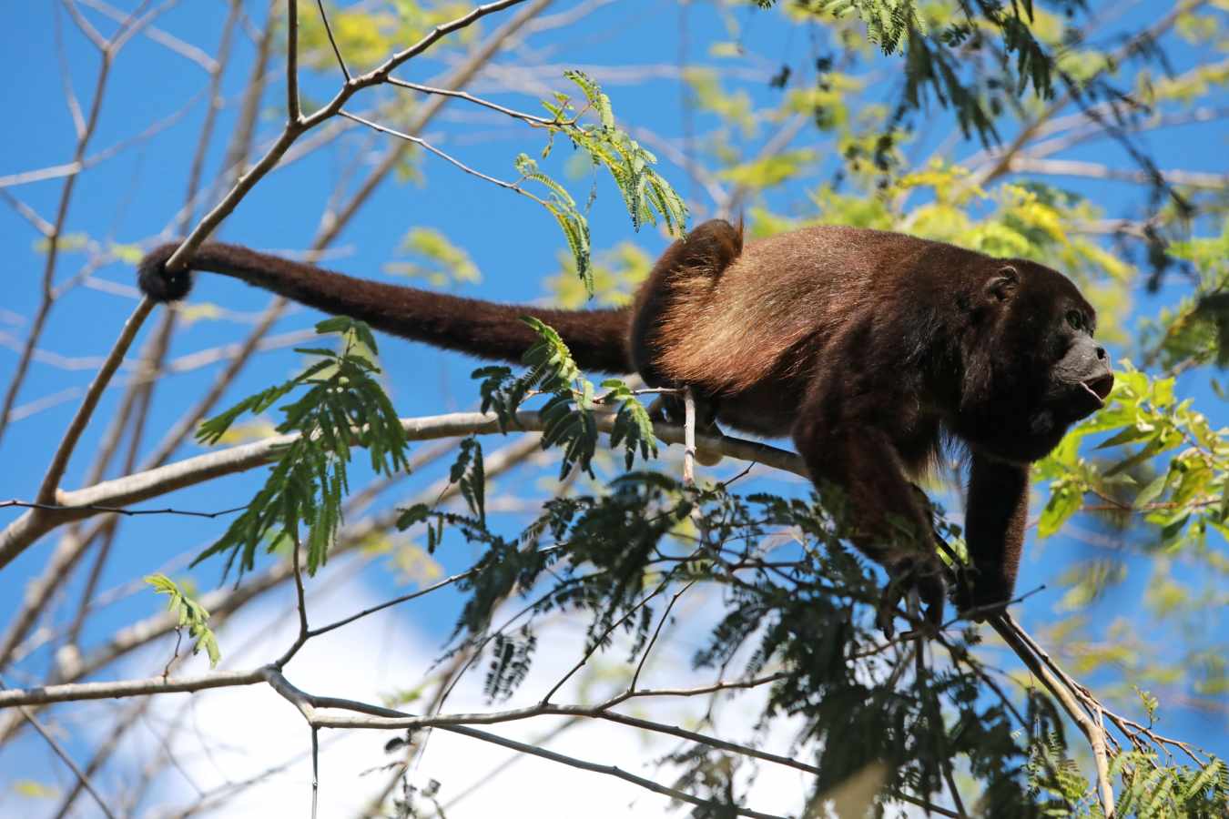 Rio Perdido Hotel - Howler Monkey 