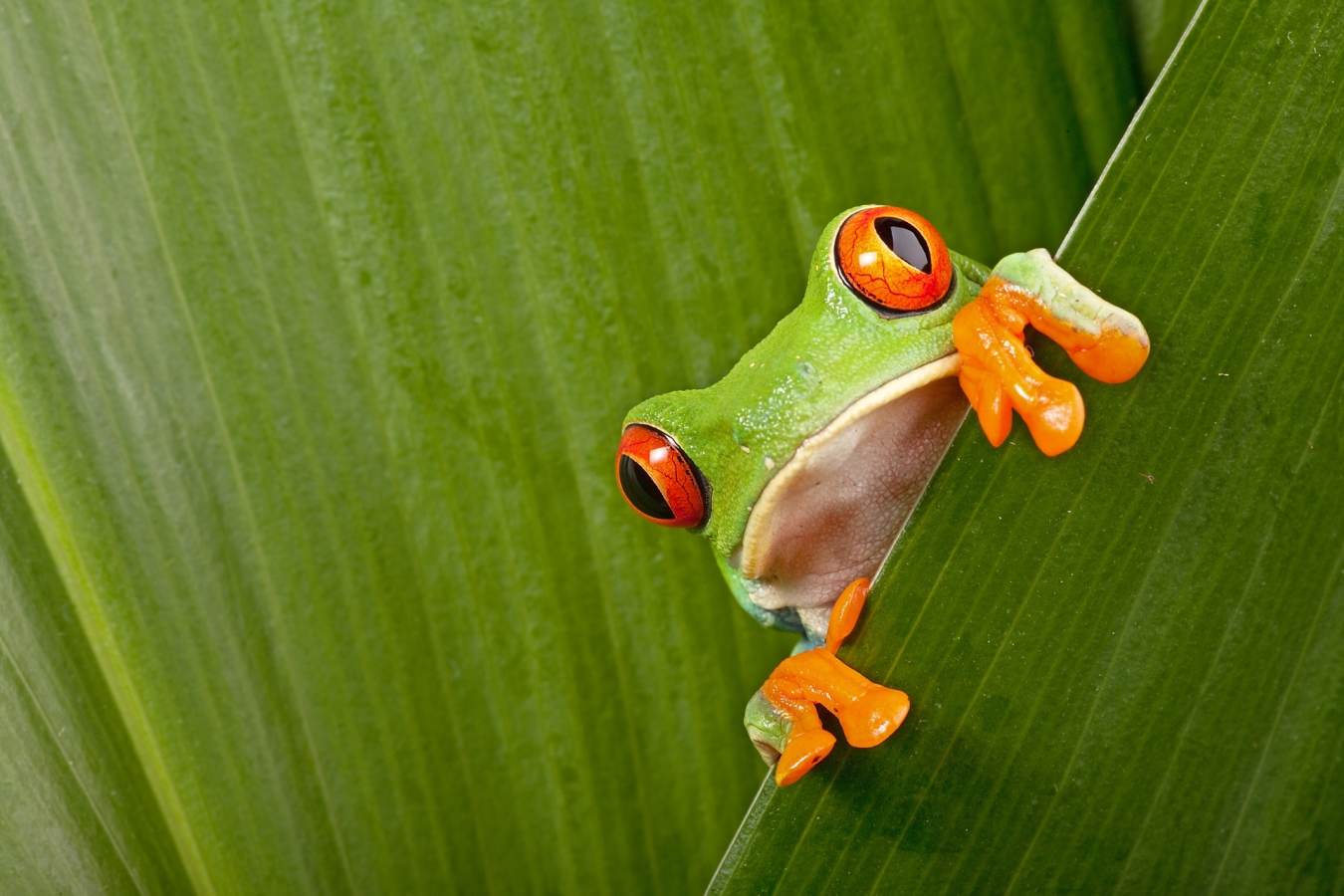Costa Rica with Kids