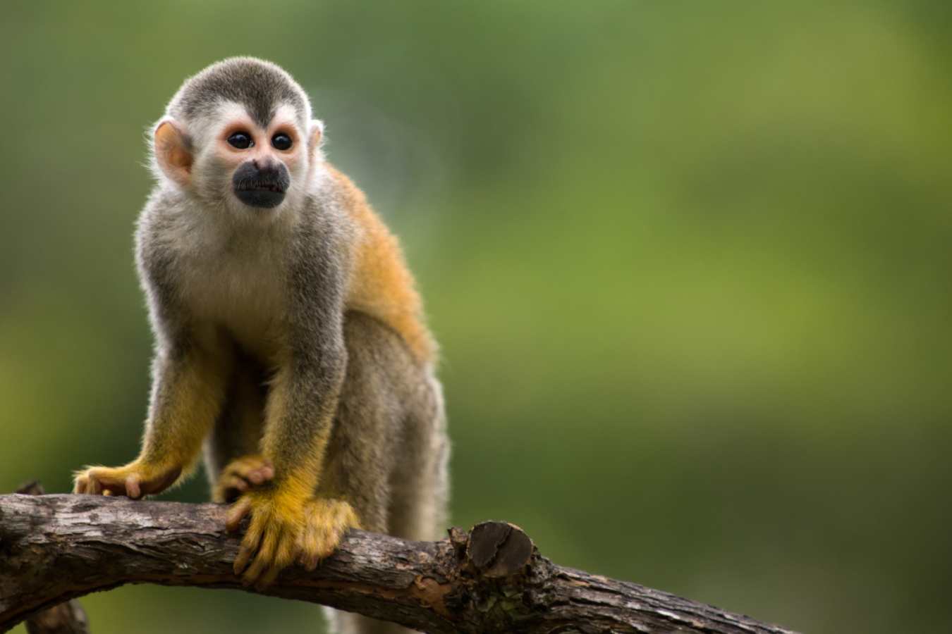 Costa Rica with Kids