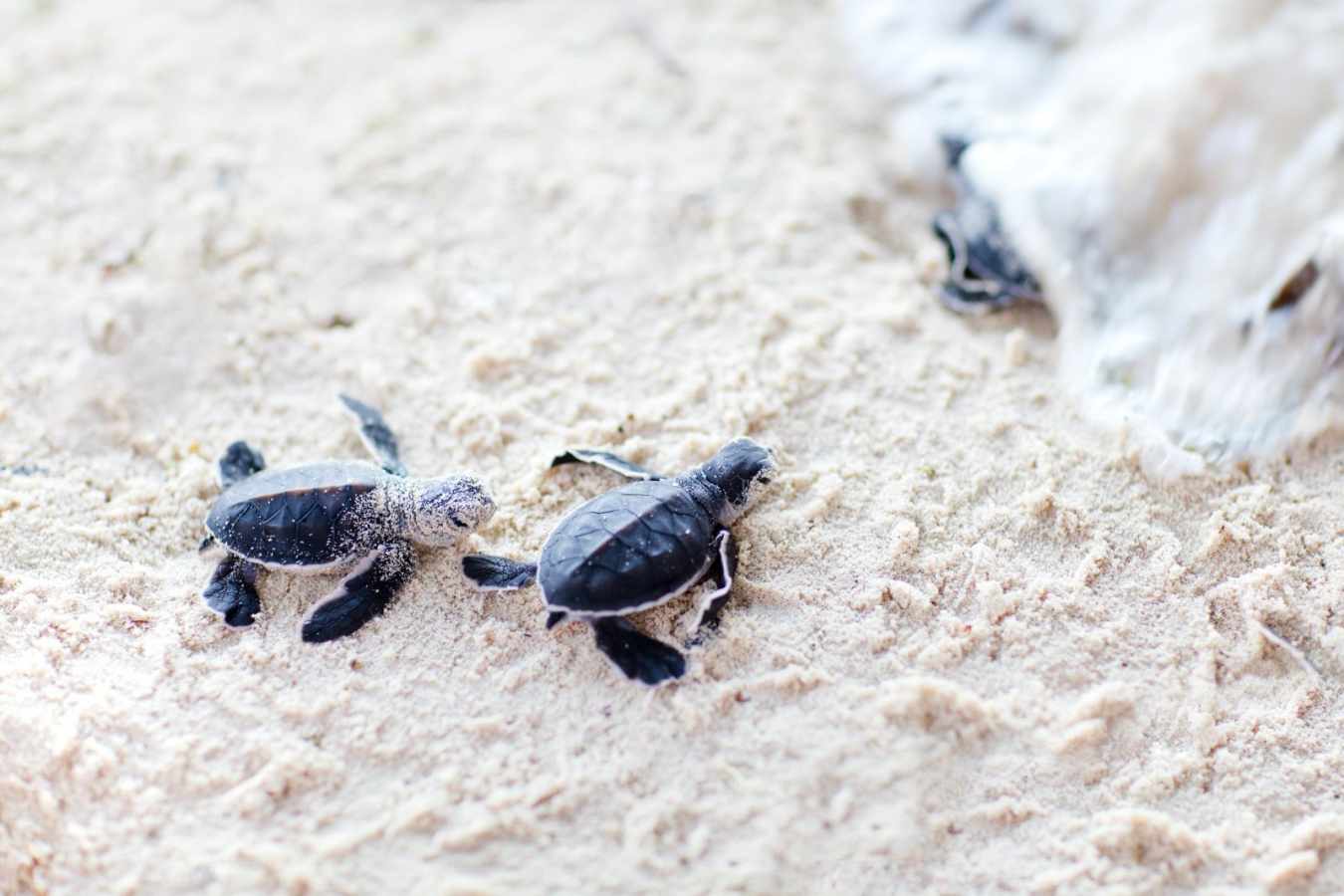 Turtle hatchlings - Wild Costa Rica