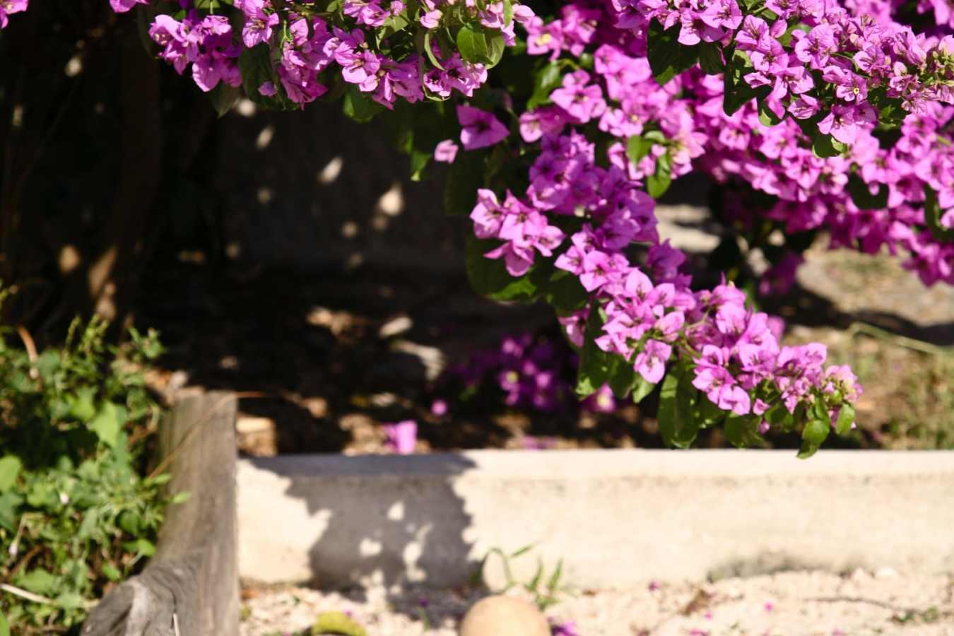 Lesic Dimitri Palace