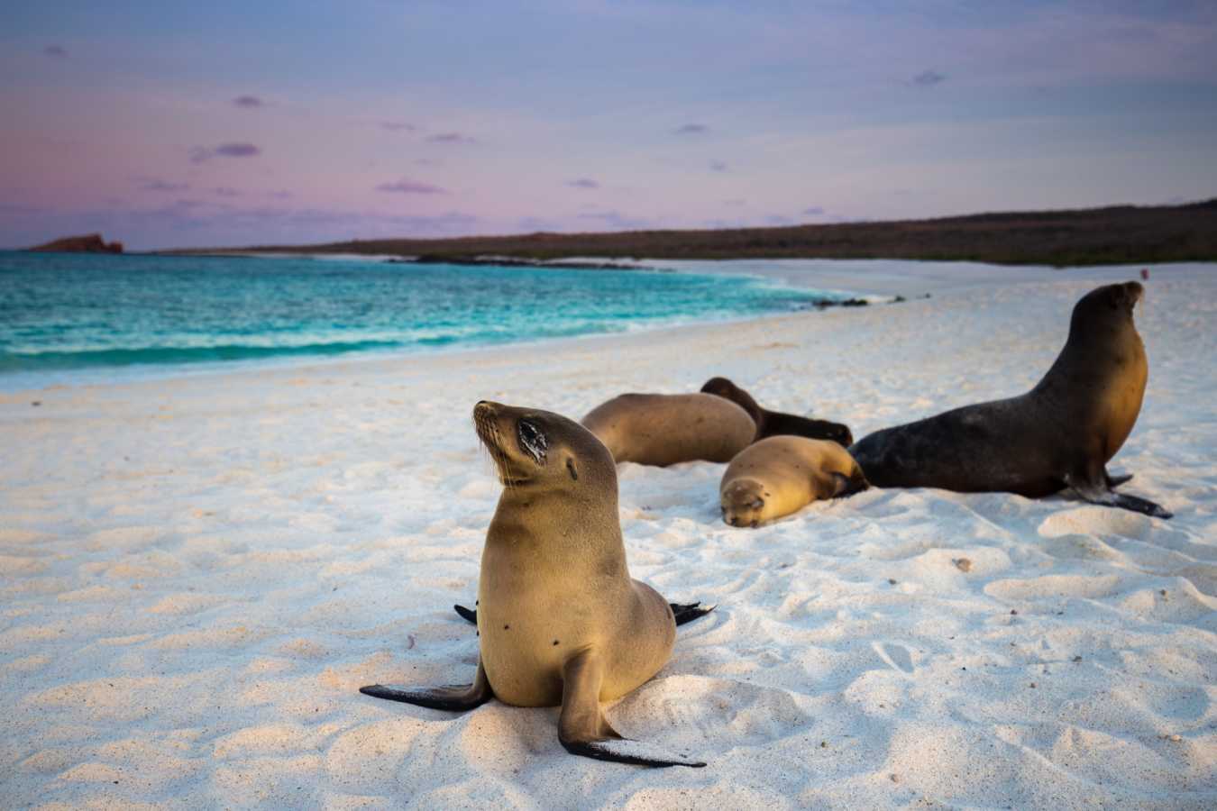 Sea lions in the Galapagos 