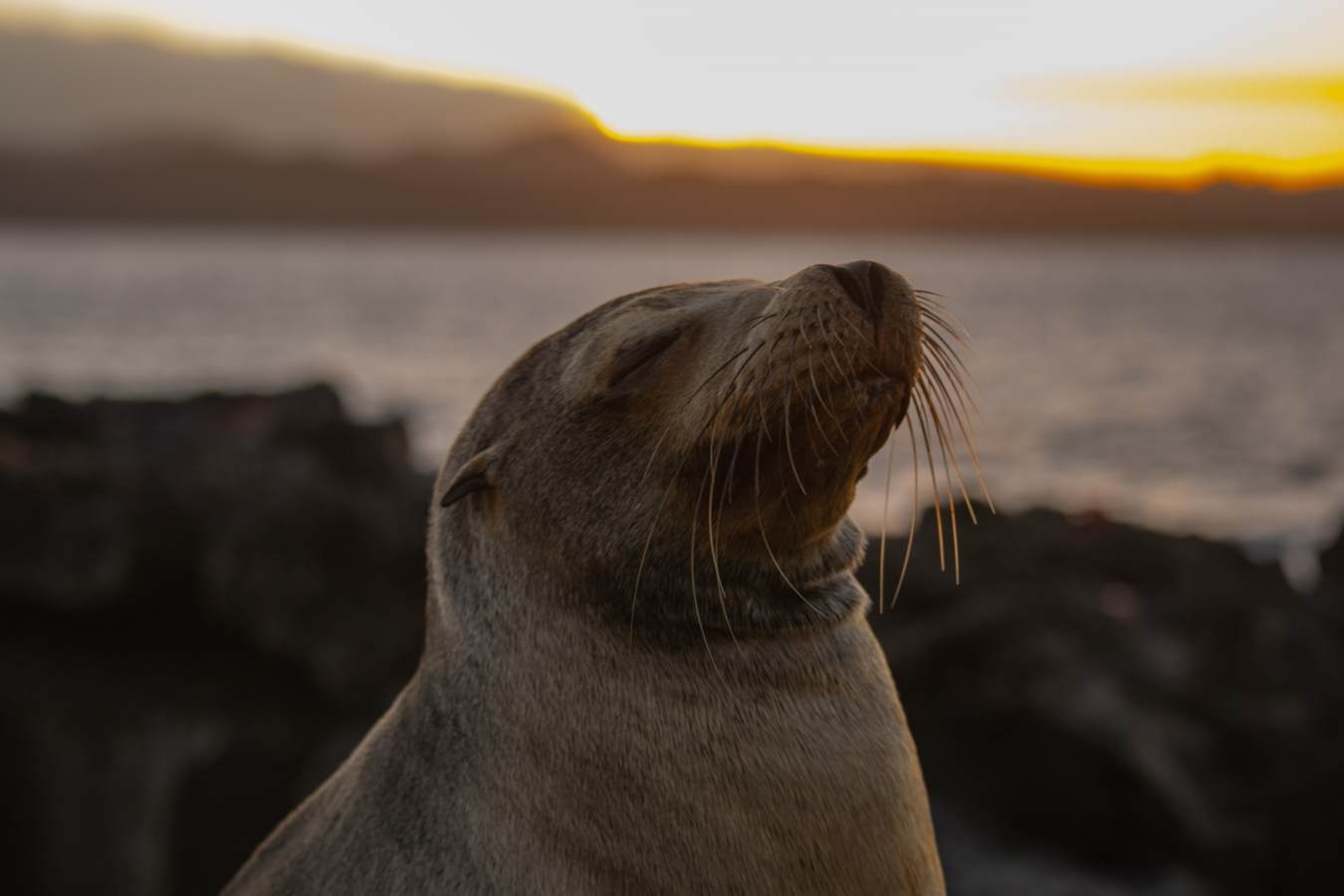 Sea Lion
