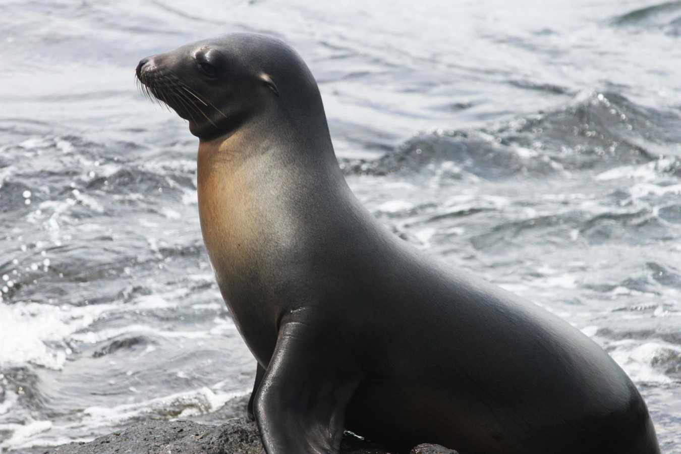 Sea Lion - Galapagos Safari Camp