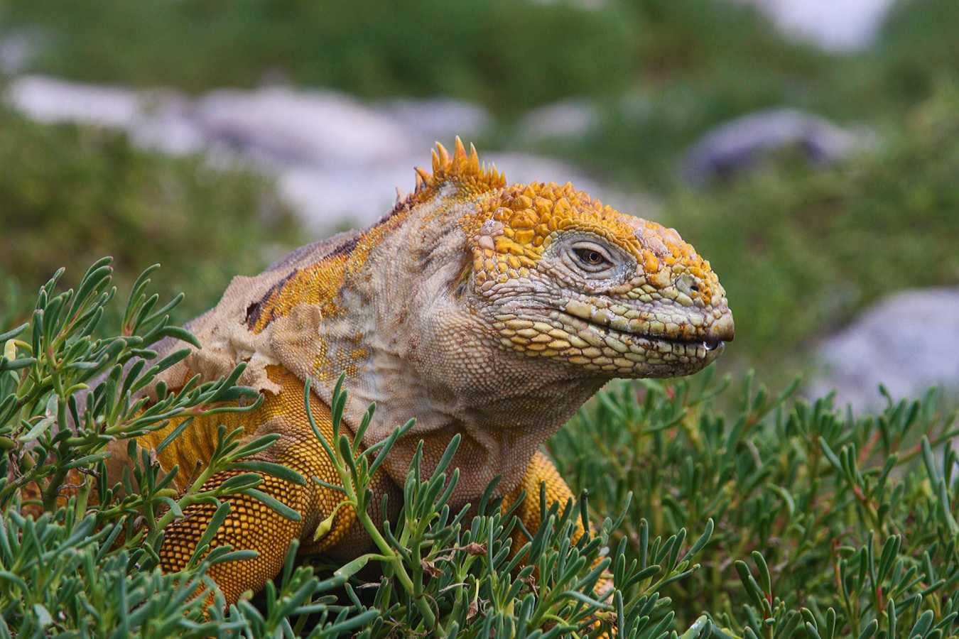 Land iguana - Galapagos Safari Camp