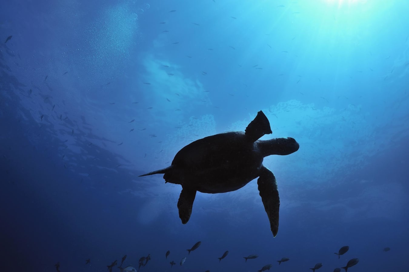 Marine turtle - Galapagos Safari Camp