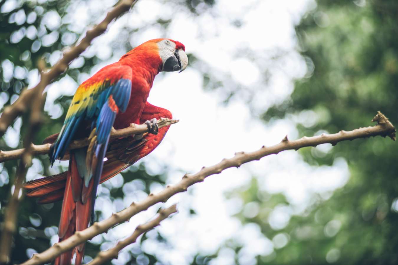 Historic Park wildlife - Hotel del Parque