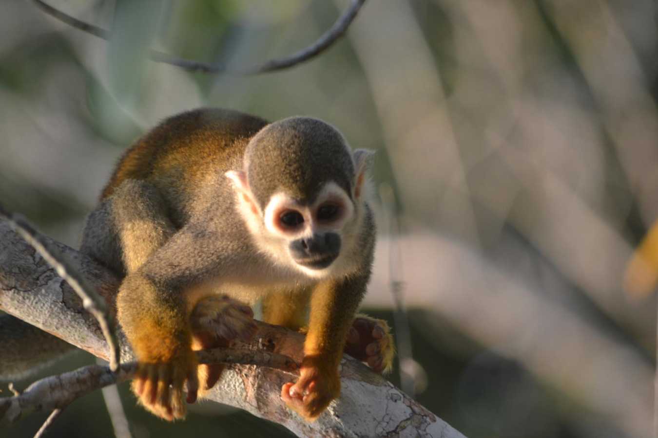 Monkey  - La Selva Jungle Lodge