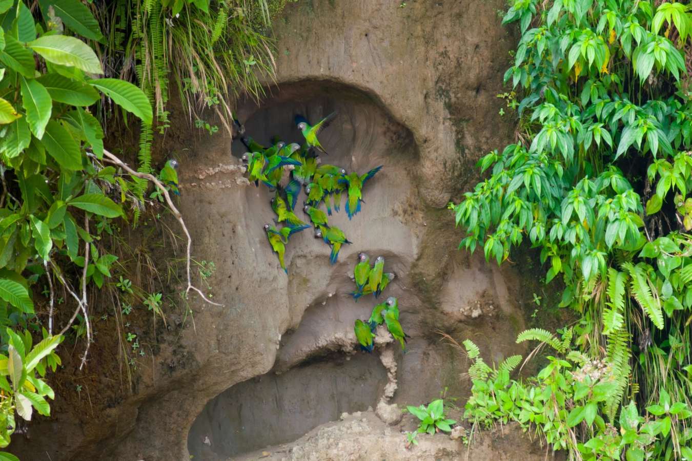 Clay lick  - La Selva Jungle Lodge