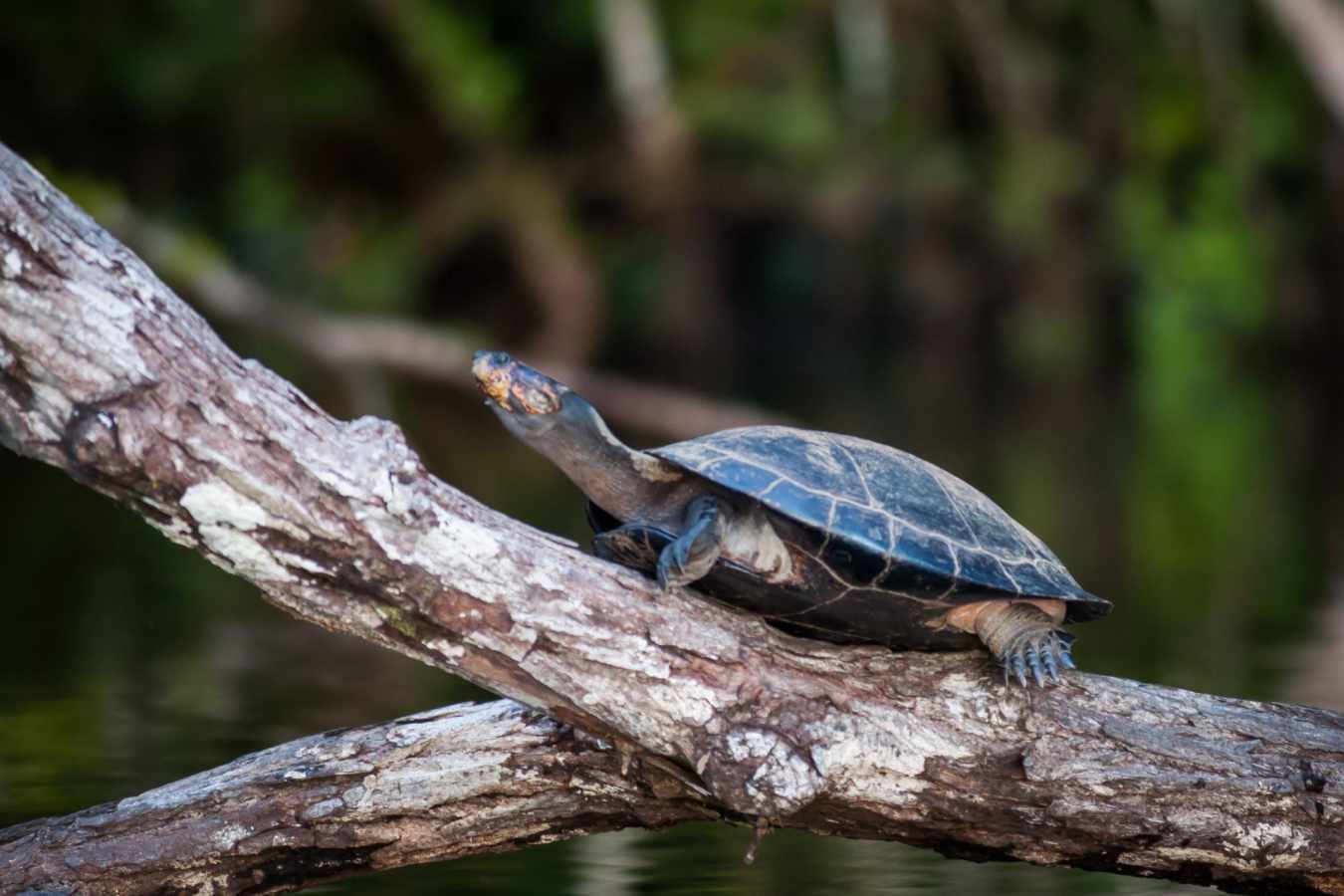 Turtle  - La Selva Jungle Lodge
