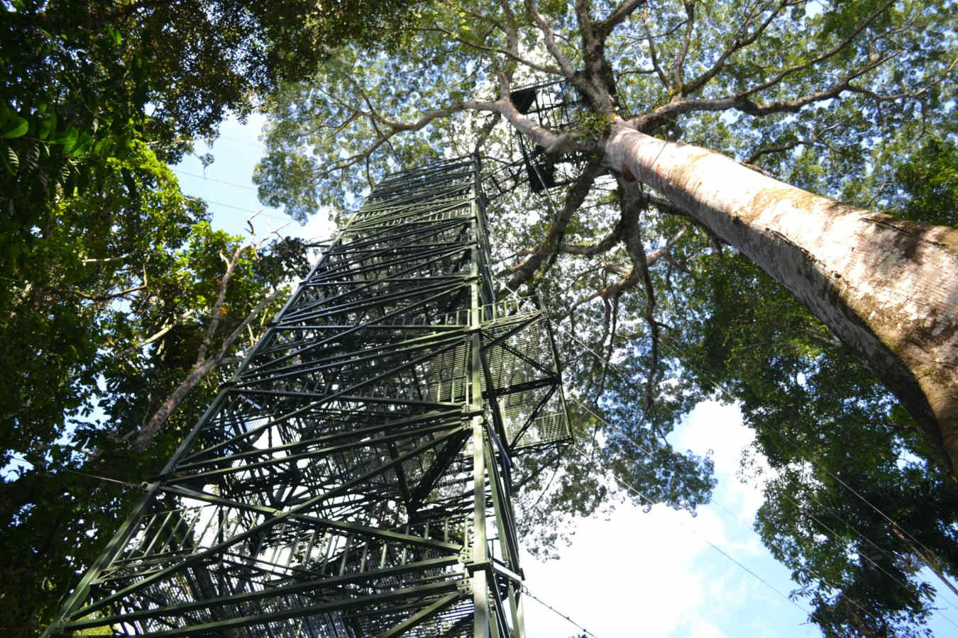 Observation tower  - La Selva Jungle Lodge