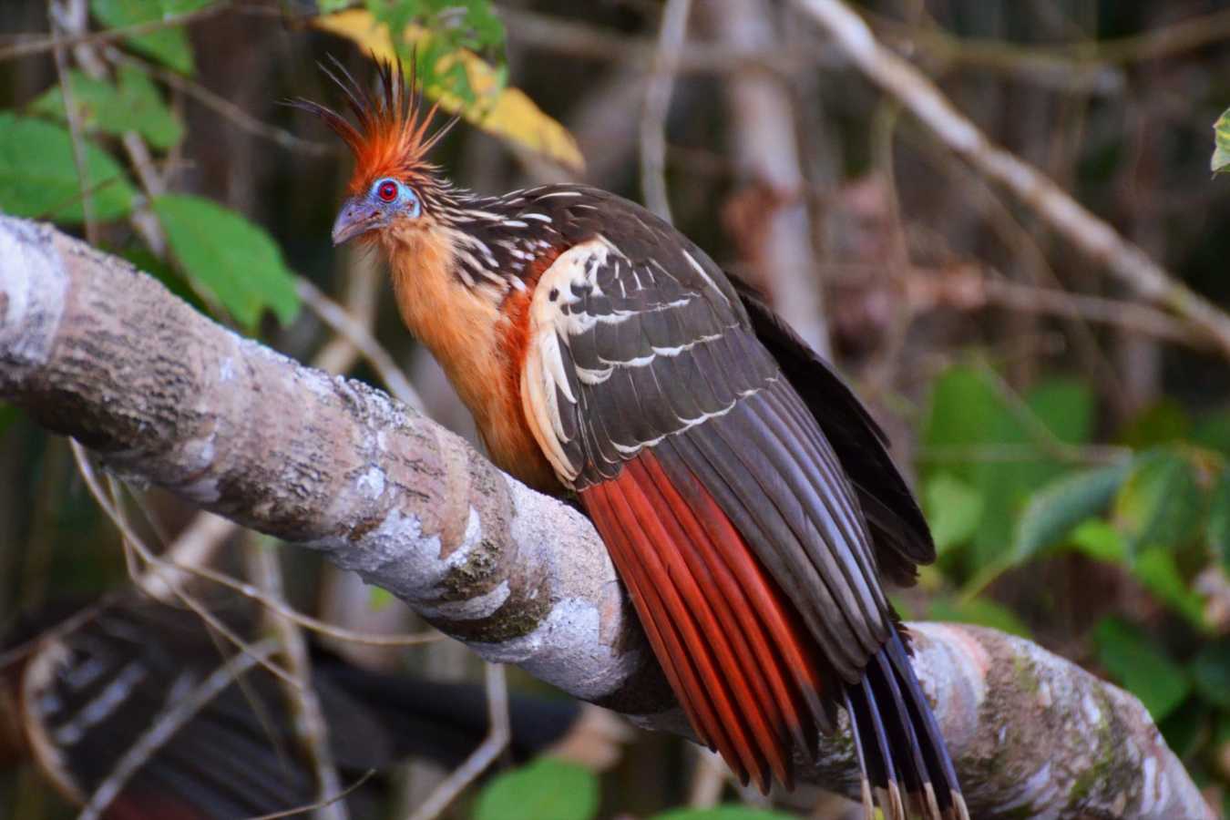 Wildlife  - La Selva Jungle Lodge