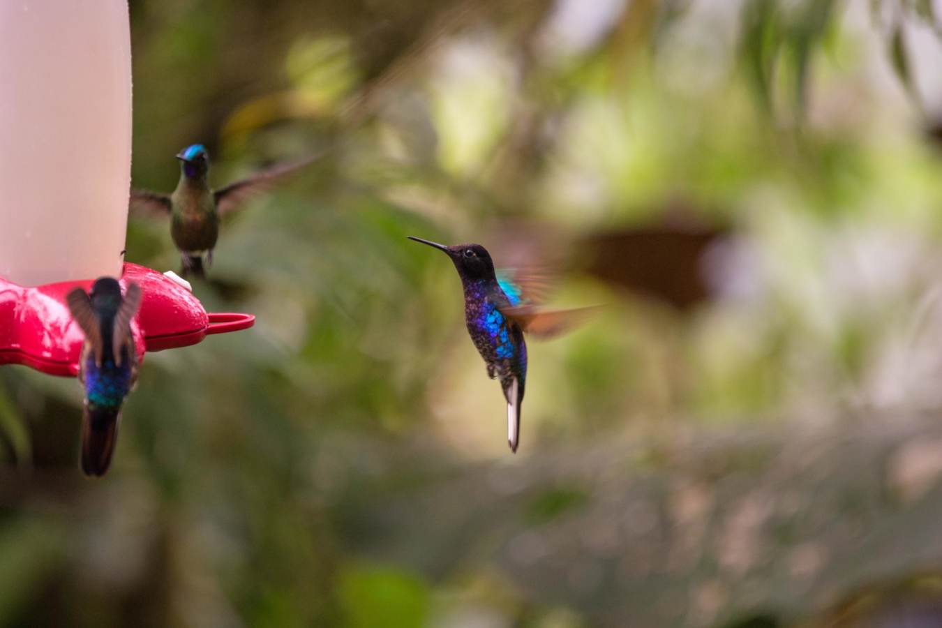 Hummingbird  - Mashpi Lodge