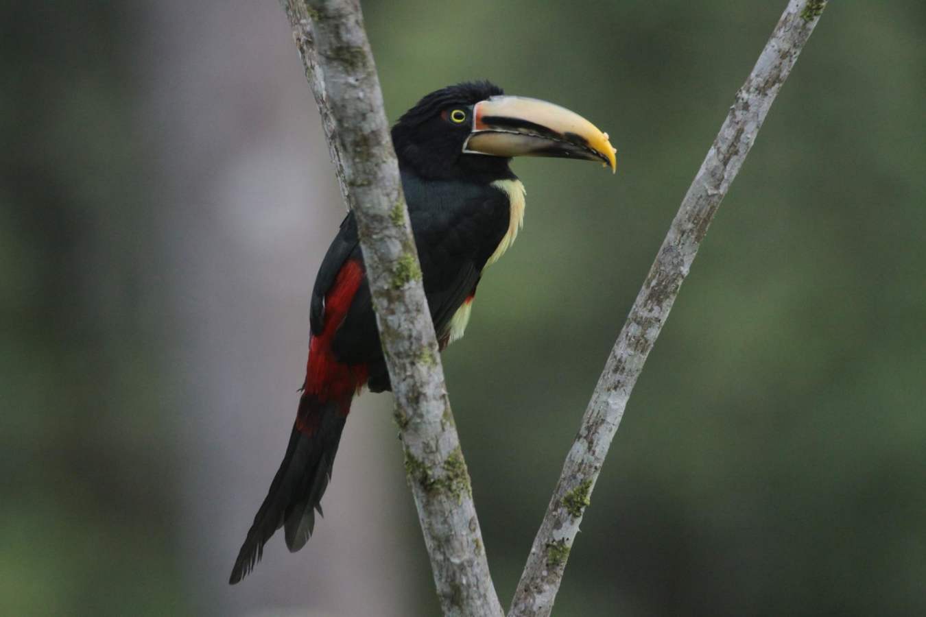 Aracari  - Mashpi Lodge