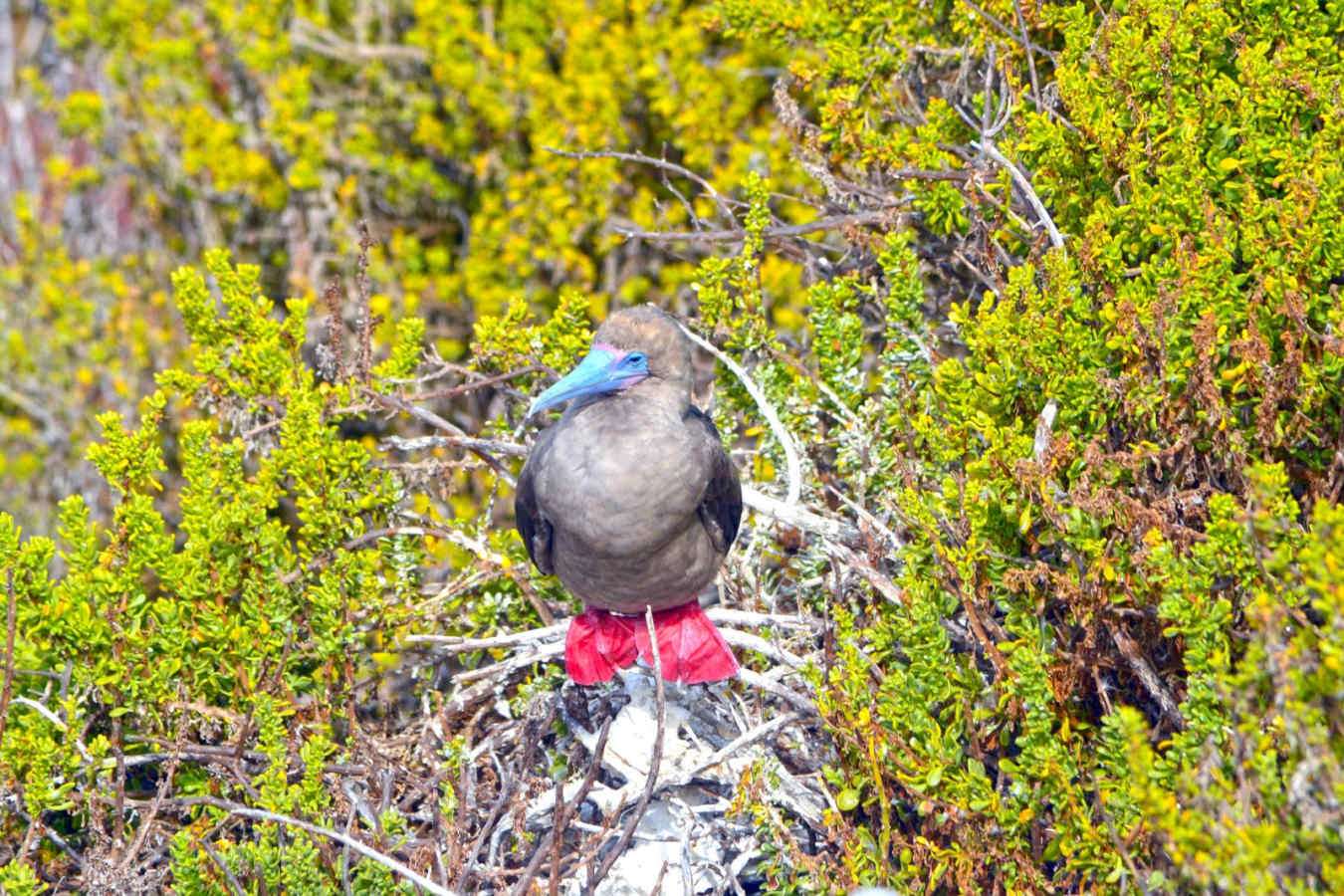 Red-footed boobie - Ocean Spray