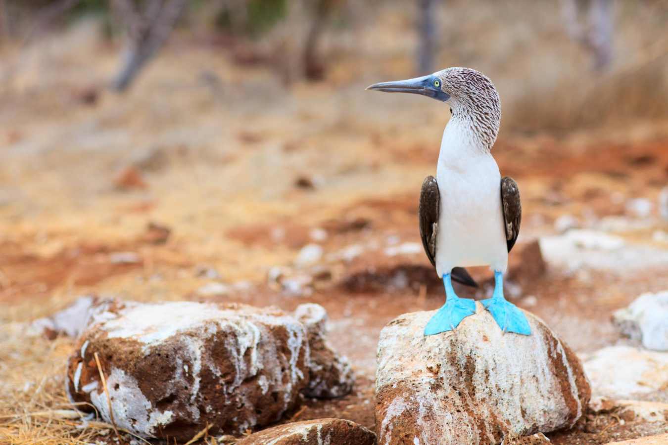 Blue footed boobie - Ocean Spray