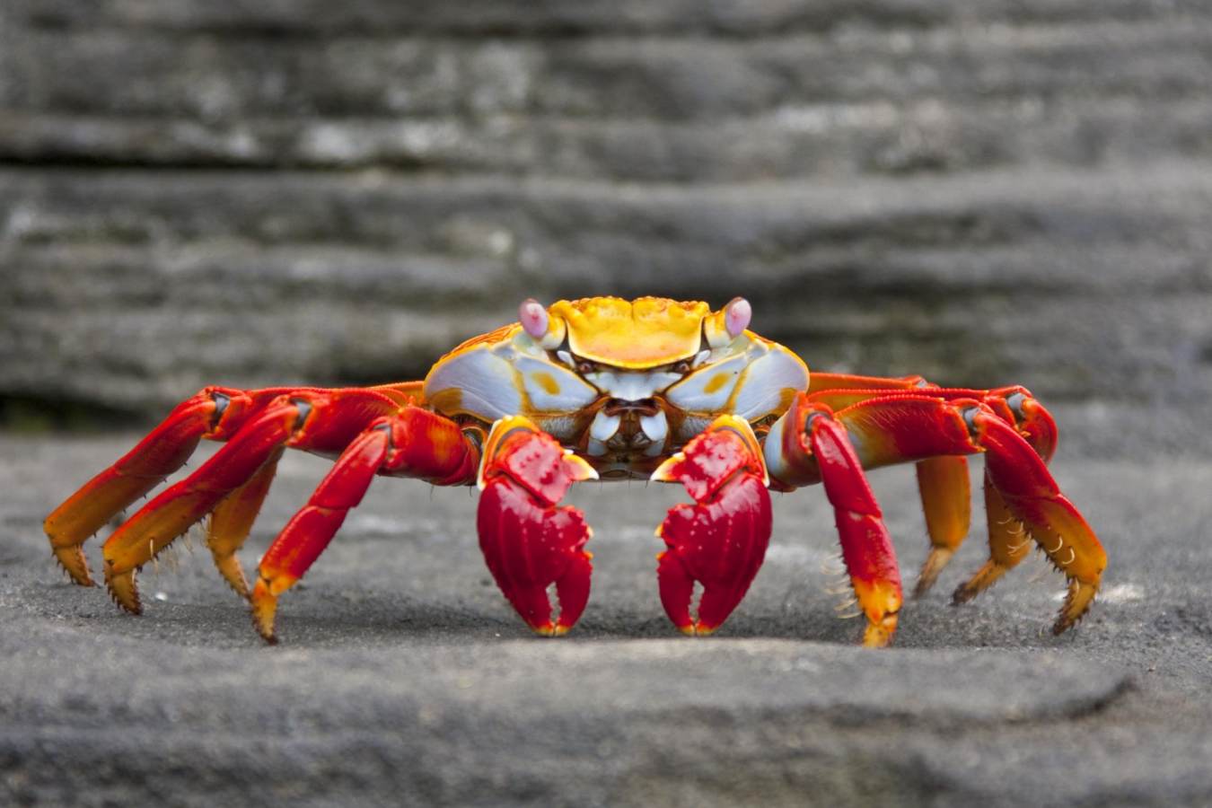 Sally lightfoot crab - Ocean Spray