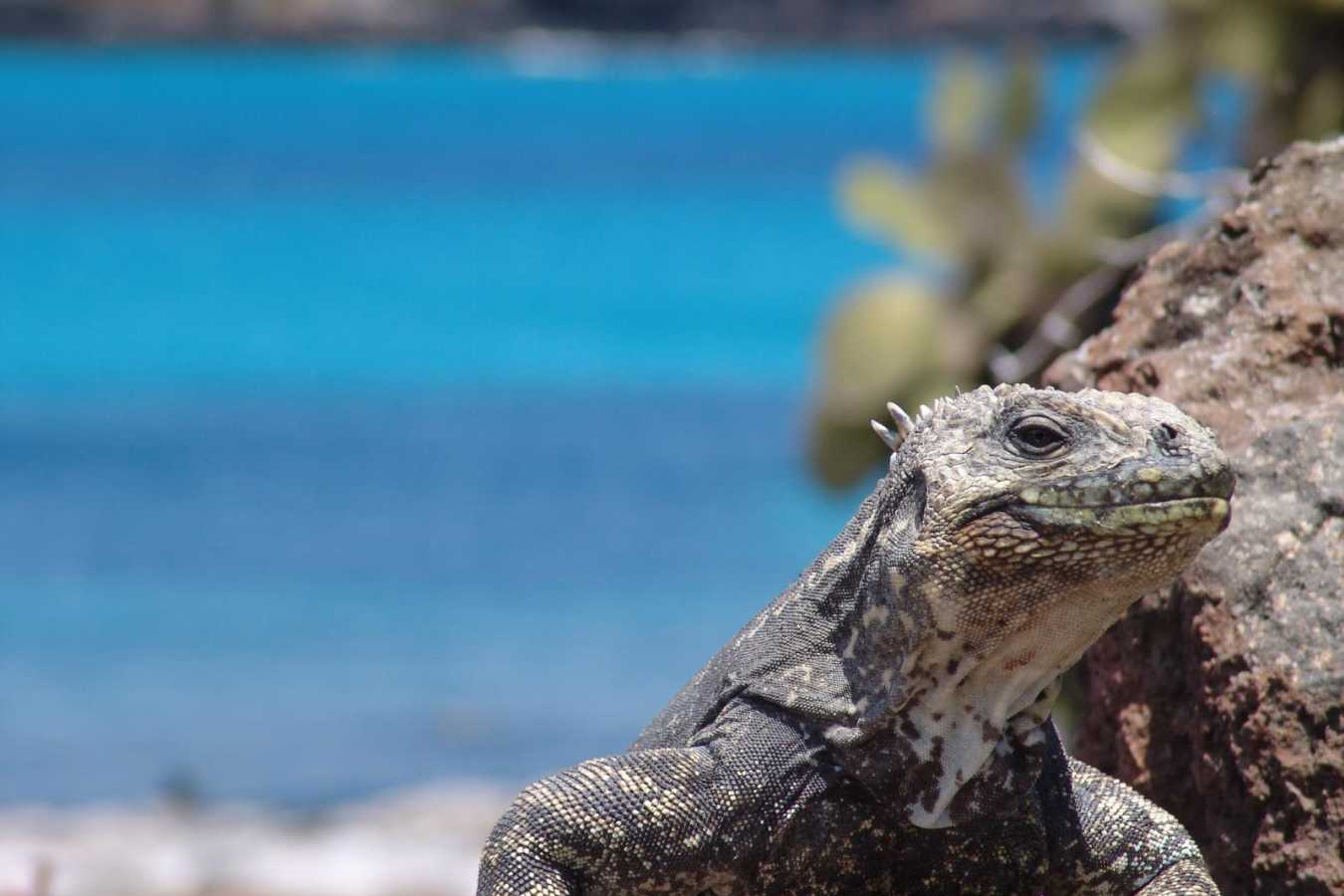 Iguana - Pikaia Lodge
