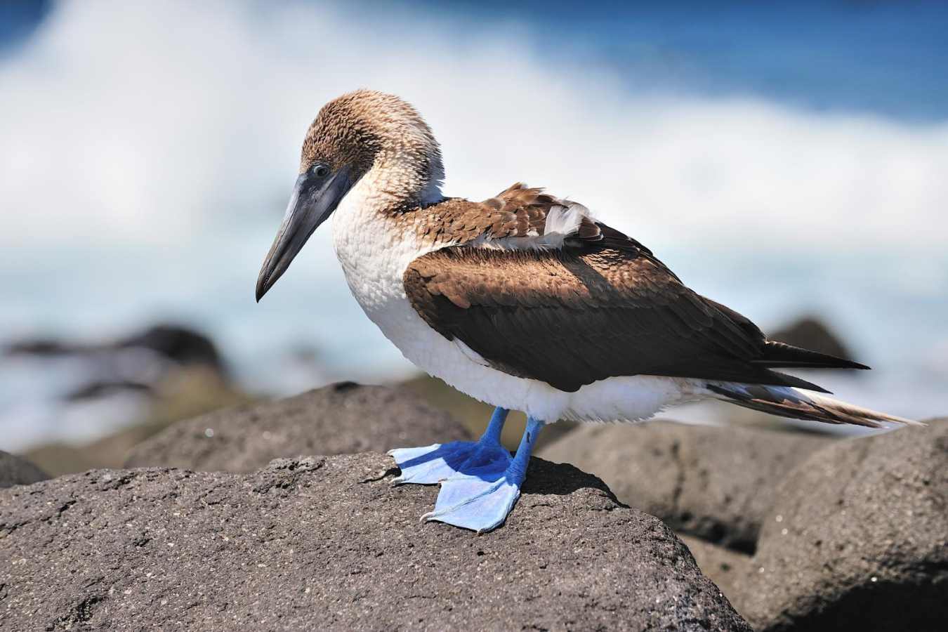 Blue footed booby - Pikaia Lodge