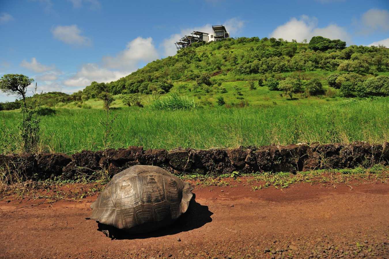 Giant tortoise - Pikaia Lodge