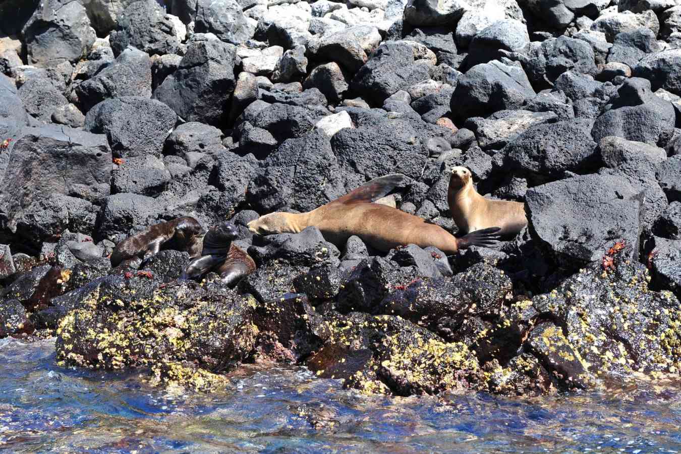 Sea lions - Pikaia Lodge