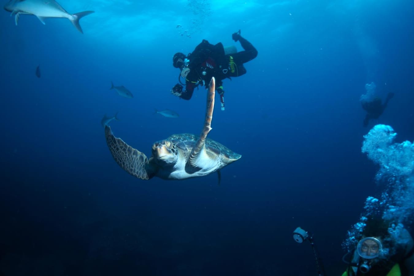 Diving - Pikaia Lodge