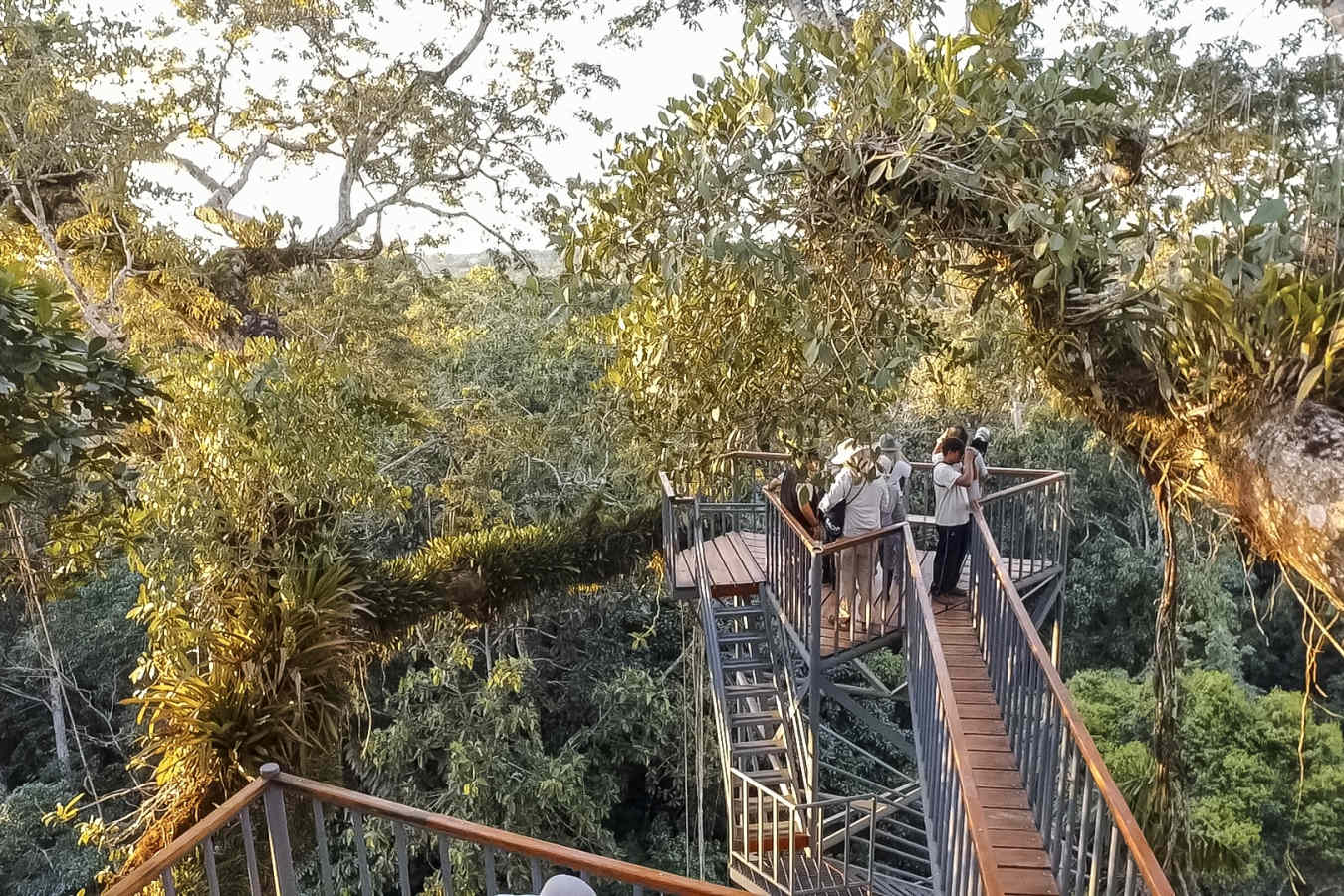 Canopy Tower