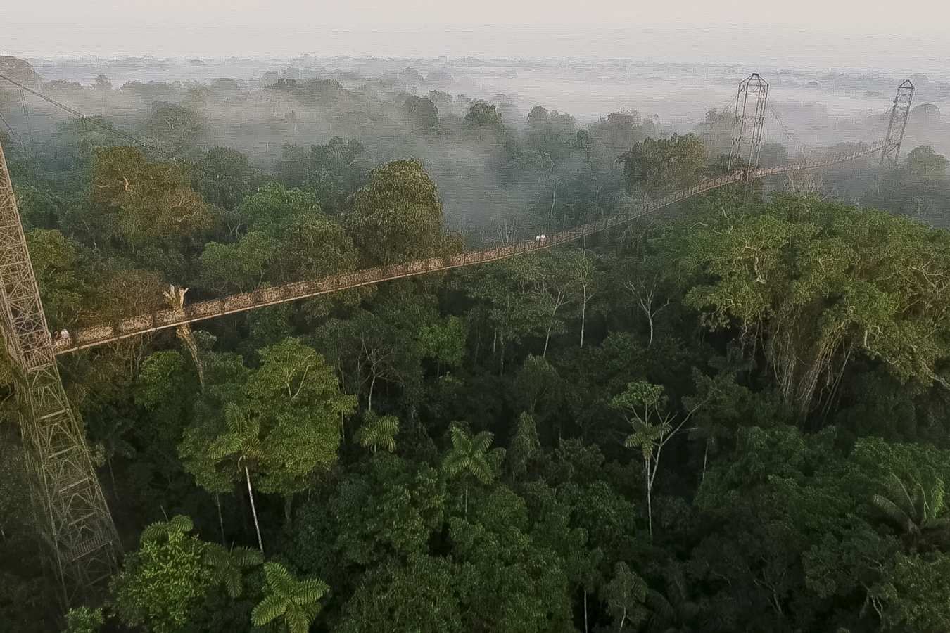 Canopy Walkway