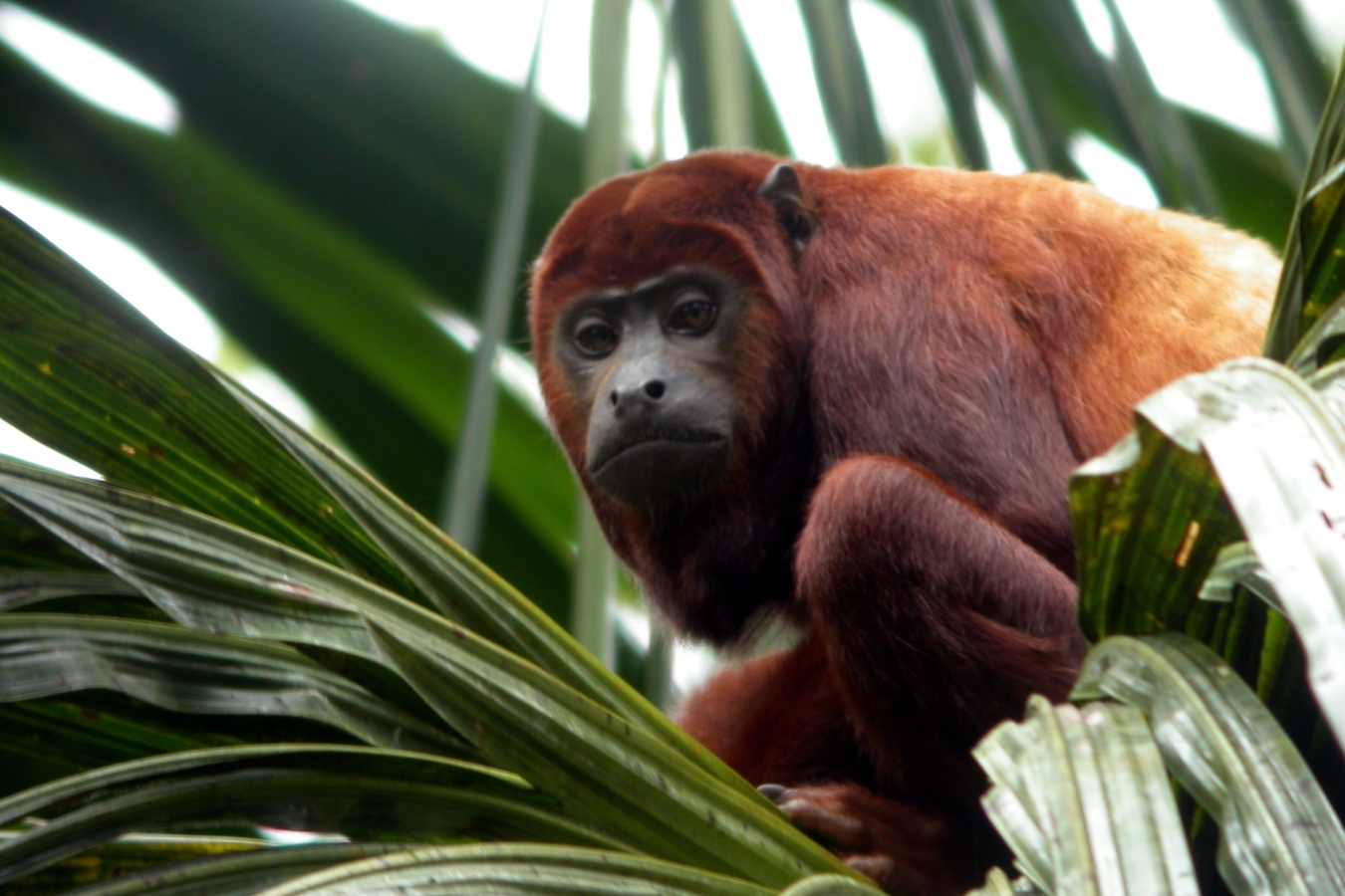 Wildlife