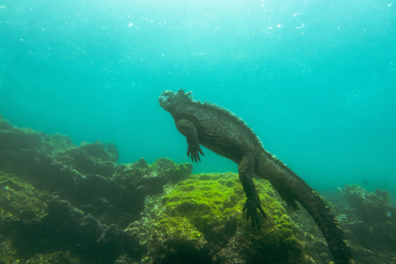 Swimming Iguana