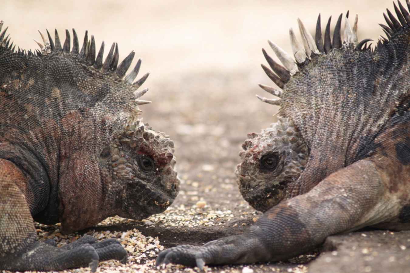 Galapagos iguanas - Finch Bay Hotel
