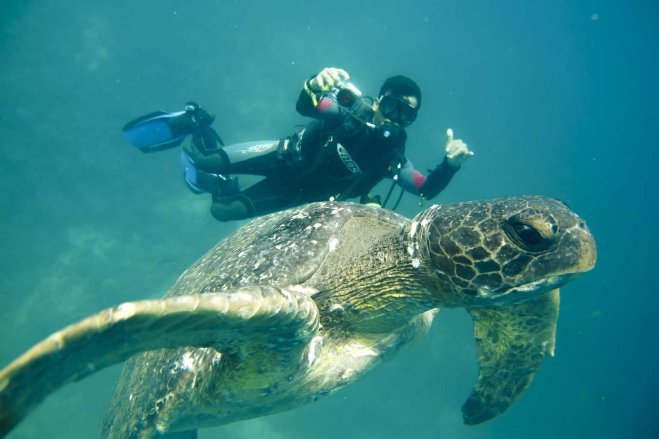 Diving with sea turtles