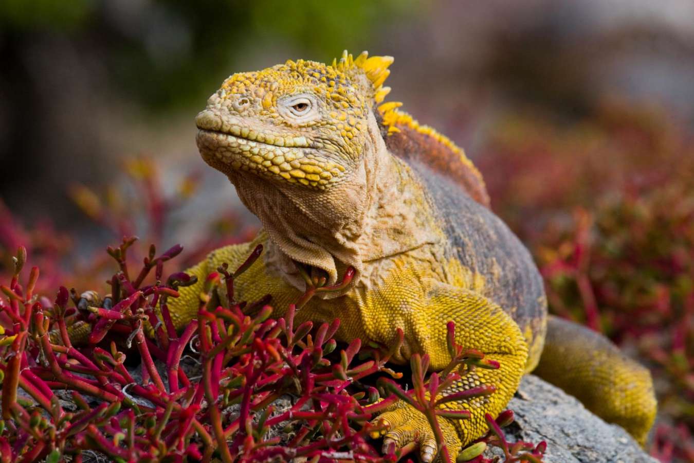 Ecuador and Galapagos with Kids