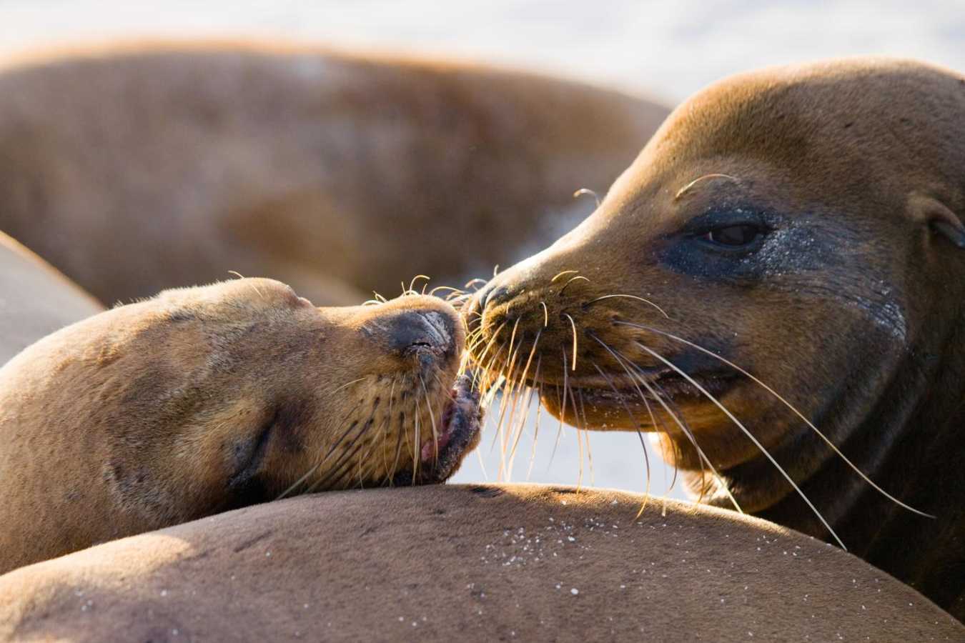 Ecuador and Galapagos with Kids
