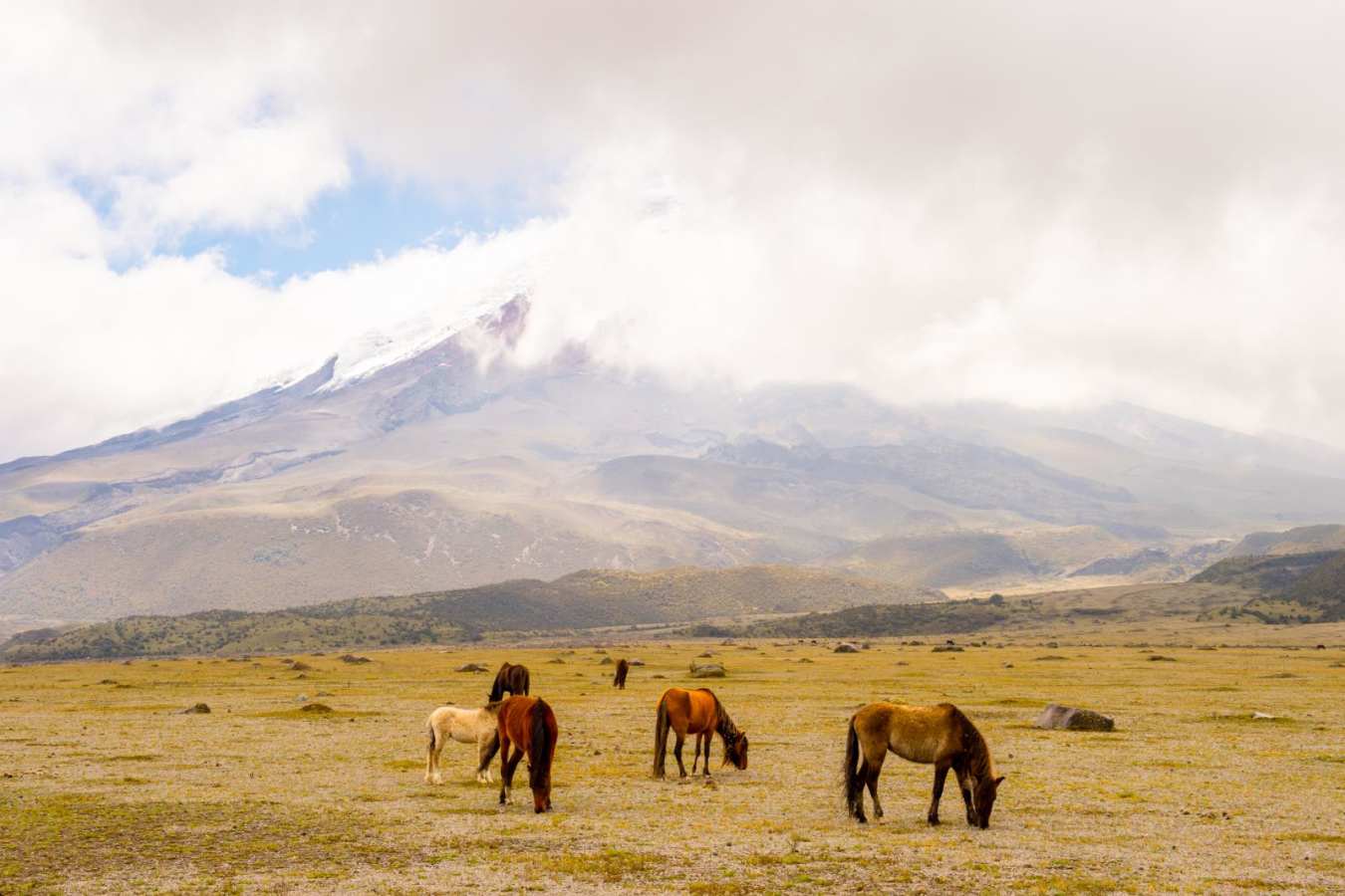 Wild horses  - Ecuador In Depth