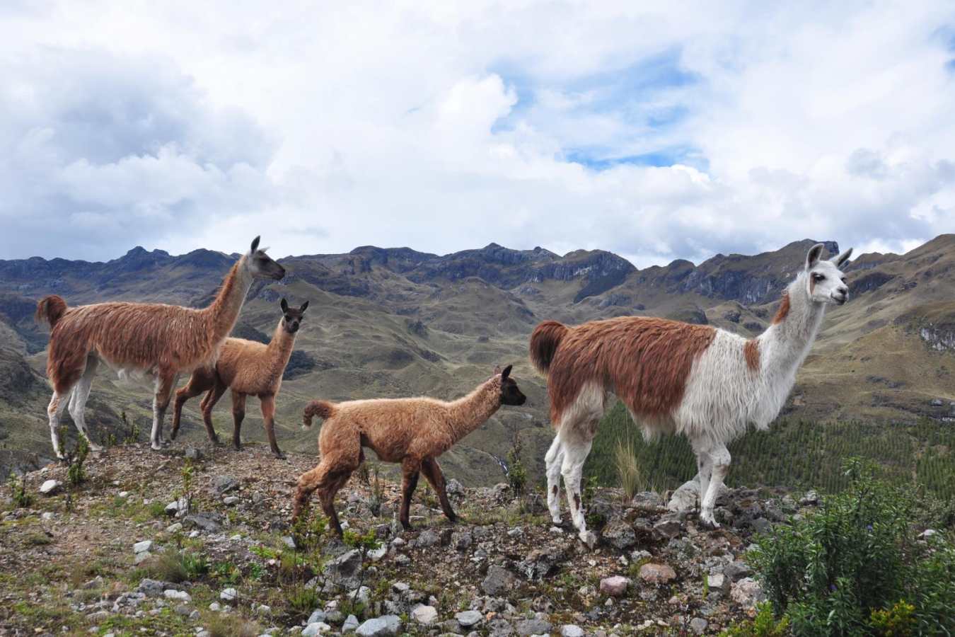 Llamas - Ecuador In Depth