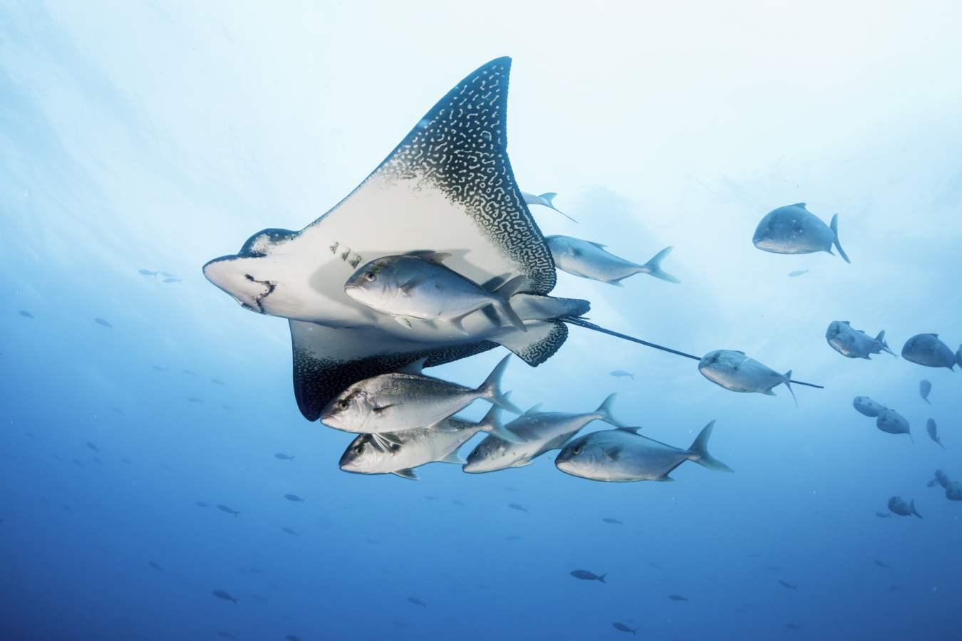 Epic Ecuador and Galapagos  