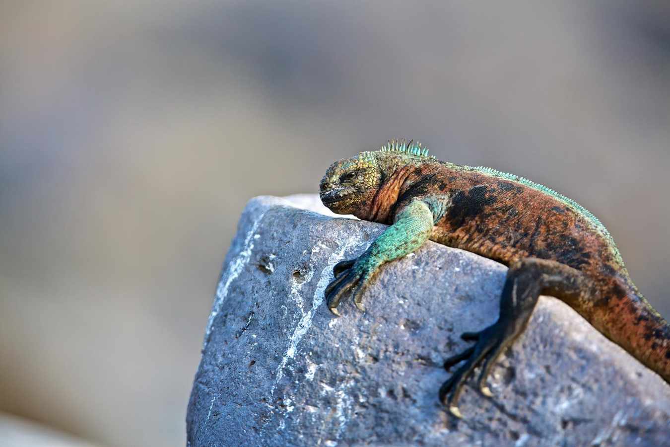 Marine Iguana