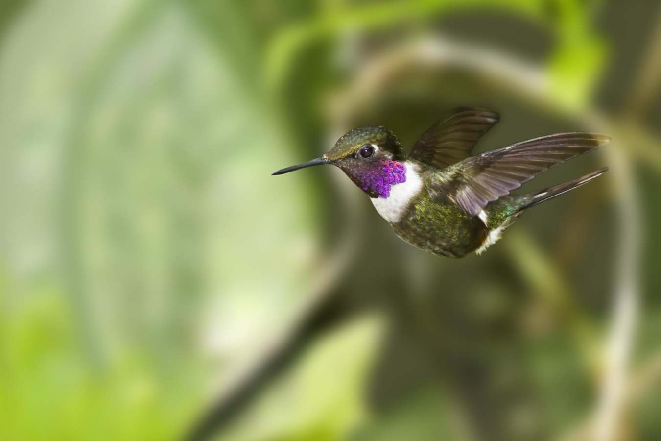 Hummingbird  - Natural Wonders of Ecuador