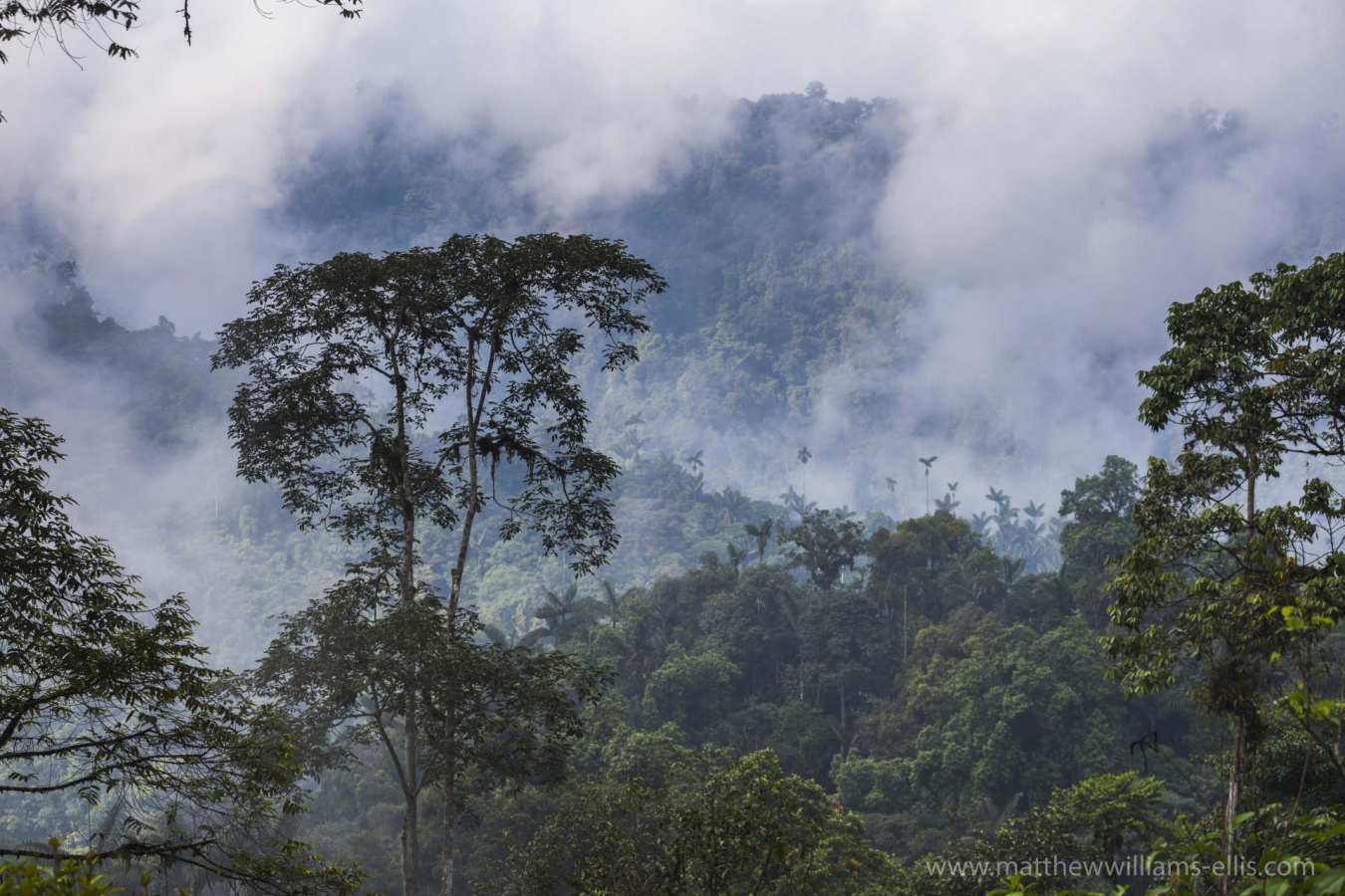 Cloudforest - Natural Wonders of Ecuador