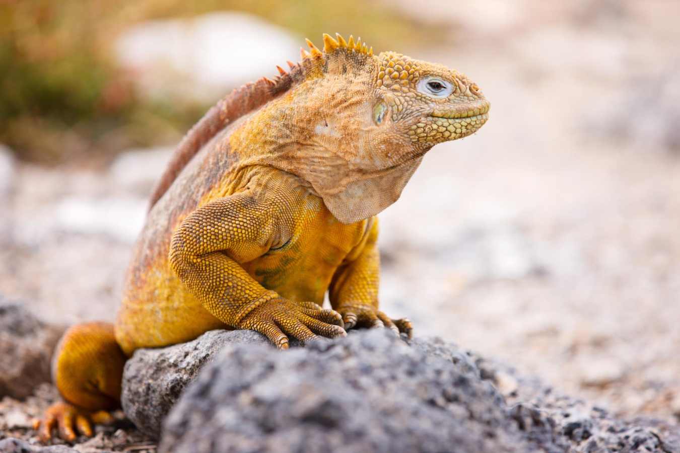Land Iguana 