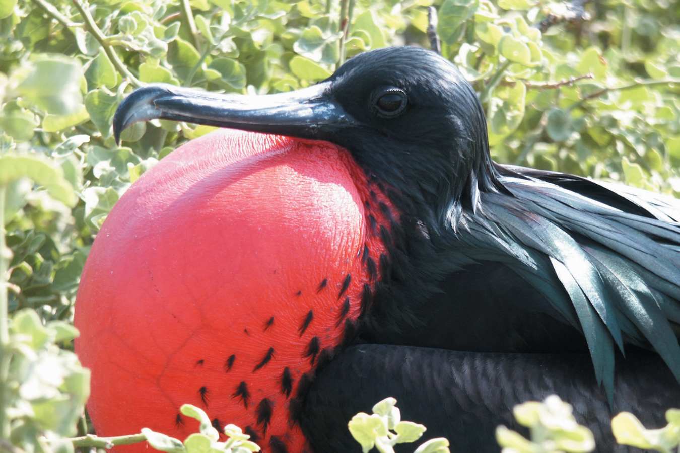 Frigate bird 