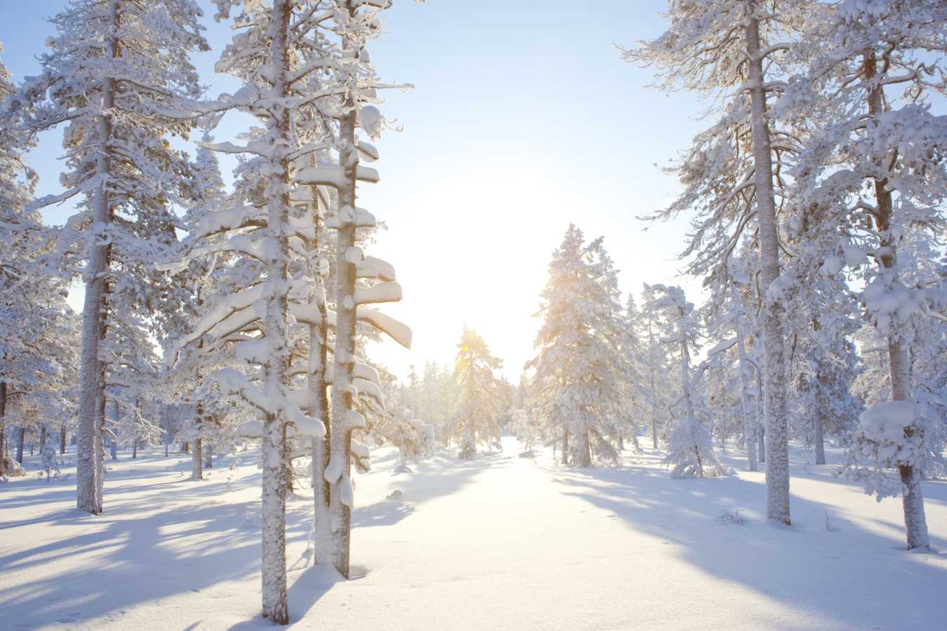 Forest - Arctic Treehouse Hotel