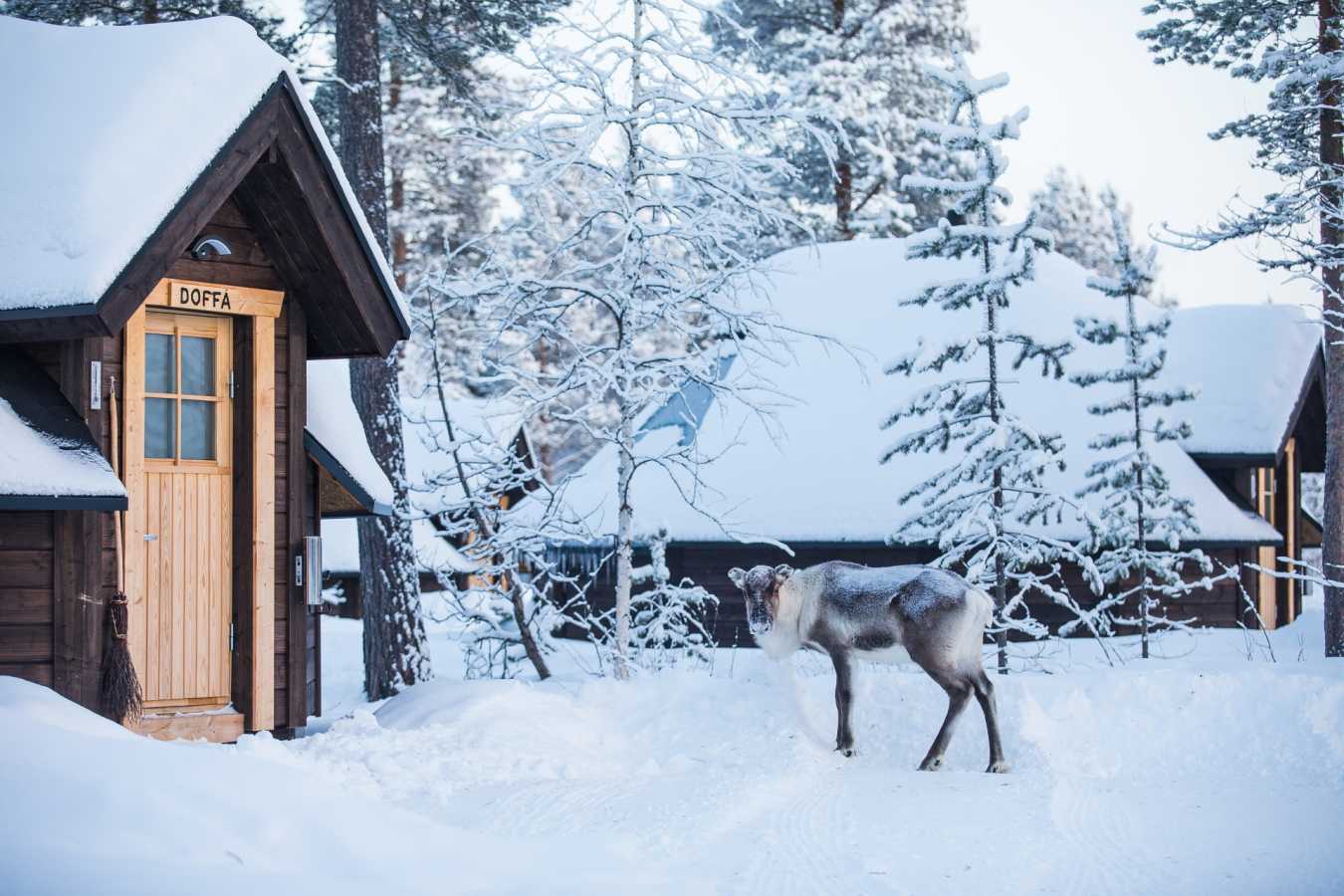 Reindeer by the cabin
