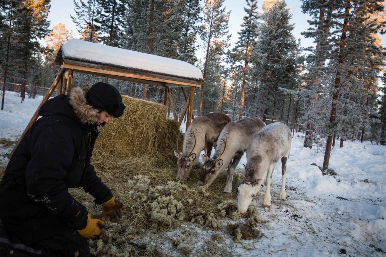 Reindeer feeding