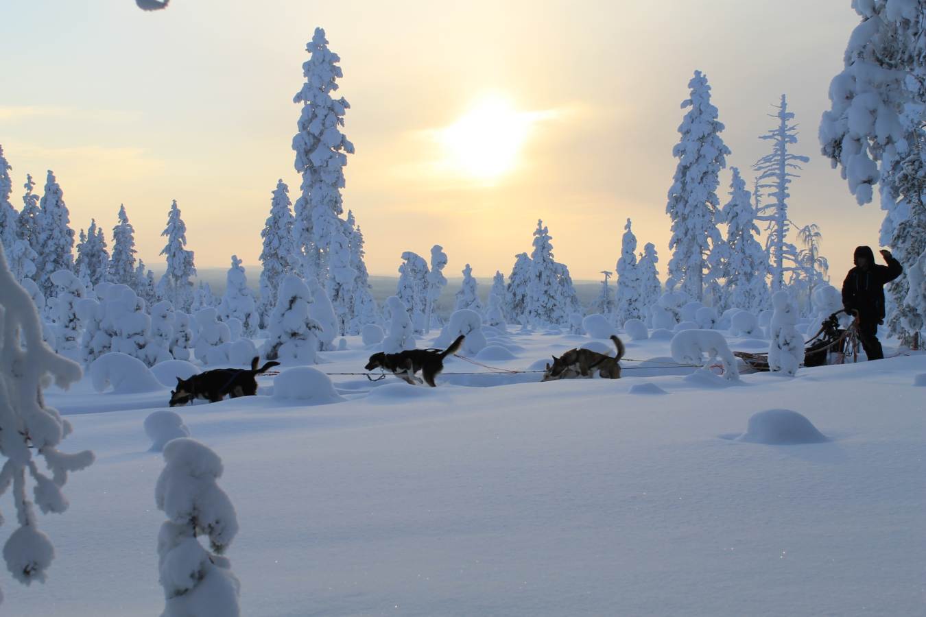 Husky Safari